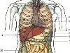 Расположение внутренних органов человеческого тела (вид спереди).;