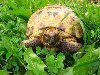 Эх, и мудрая черепаха Тортилла!.. u0026quot; Звезда и жизнь Черепахи Тортилы