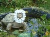 Черепаха Тортила