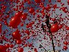 Более 1200 красных воздушных шаров поднялись вчера в небо над Читой и еще ...