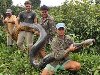 ... анаконды 5-8 метров, но максимально зафиксированная змея данного вида ...