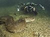025 Дайвер сделал потрясающие фото анаконды под водой