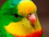 Обои картинки фото попугай, природа, зеленый, красный, желтый на рабочий ...