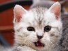 Недовольный котёнок - Котёнок, Няшные и прикольные коты