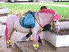 ... еще бывают розовые пони – чем их только красят местные умельцы-коневоды?