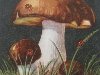 Рассмотрите с малышом изображения съедобных грибов и ядовитых.