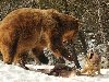 zveri06 Топ 10 самых впечатляющих стычек животных. 6. Волк против медведя.