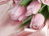 Широкоформатные обои Цветы и шелк, Розовые тюльпаны на розовом шелке