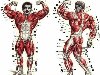 RealMuscle бодибилдинг, фитнес - Немного анатомии