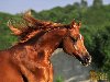 Арабская лошадь. На этом фото отчетливо виден уникальный вогнутый профиль