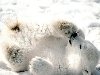 Белые животные Северного полюса