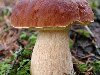 Есть-ли опасный двойник белого гриба?
