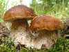 белый гриб, грибы, макро, природа