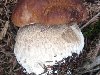 Плодовое тело гриба