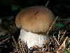 Белый гриб называют еще боровиком, и это понятно: он растет преимущественно ...