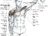 Мышца плеча, или дельтовидная мышца, состоит из трех пучков мышц -