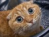 Среди домашних животных у кошки самые большие глаза относительно размеров ...