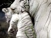 Животные красной книги .Уссурийский тигр. | Записи Все события и факты в ...