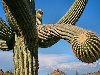 kaktusy 1 Сагуаро гигантские кактусы. Живут сагуаро до 150 лет.