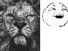 Правило №29 типичного кавказского парня: лев на аватарке.