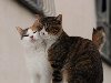 Широкоформатные обои Кошачья любовь, Два кота обнимаются