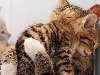 Коты обнимаются. Коты тоже могут обниматься, прям как настоящие люди. :)