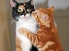 брачные игры кошек В мире животных, как и у людей, перед половым актом есть ...