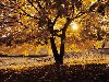 Природа, дерево, клен, ветви, листья, осень, солнце, лучи 1920x1200