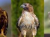 Названия некоторых птиц на арабском языке (нажимайте на картинки, чтобы их ...