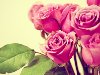 Букет розовых роз Обои «Букет розовых роз» скачали 3599
