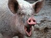 Натуральная свинья во всей красе :)))))