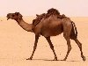 Верблюд так же идеально приспособлен для жизни и путешествий в пустыне, ...