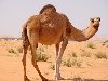 ... Верблюды — Горбатые корабли пустыни