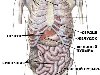 Зная анатомию человека внутренних органов, можно задуматься о каком-то ...