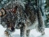 Волк, зима, снег. волк (65), зима (933), снег (1041)