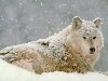 Зимой серые волки обладают очень плотной и пушистой шерстью, ...