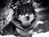 Скачать обои Добрый, волк, снег, зима 1280x1024. Фото, заставки, картинки на ...