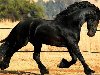 Красивый черный конь. 0 коментриев 972 просмотров 608.5 Кб | 1600x1200 px ...