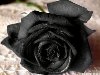 Чёрные розы | Записи в рубрике Чёрные розы | Сообщество посвящённое розам ...