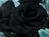 Черная роза — эмблема Печали, Красная роза — эмблема Любви!