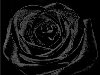 цветочки, черные розы