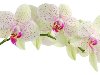 широкоформатные обои Цветок белой орхидеи - 1920х1080