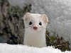 10 самых красивых белоснежных животных. За окнами суровая зима, ...