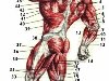 Мышечная система мужчины вид сзади.