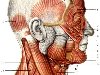 Мышцы головы и шеи; вид сбоку. 1 - височная мышца (m. temporalis); ...