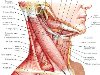 Топографически мышцы шеи разделяют на поверхностные и глубокие.