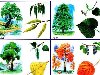 Картинки деревьев для детей. Картинки: Ива, Липа, Тополь, Осина