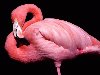Во многих странах Африки и Южной Азии розовых фламинго преследуют, ...
