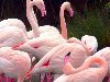 Розовый фламинго — самый распространенный вид фламинго.