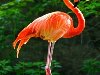 Розовый фламинго - 26 Февраля 2012 - Большая энциклопедия животных